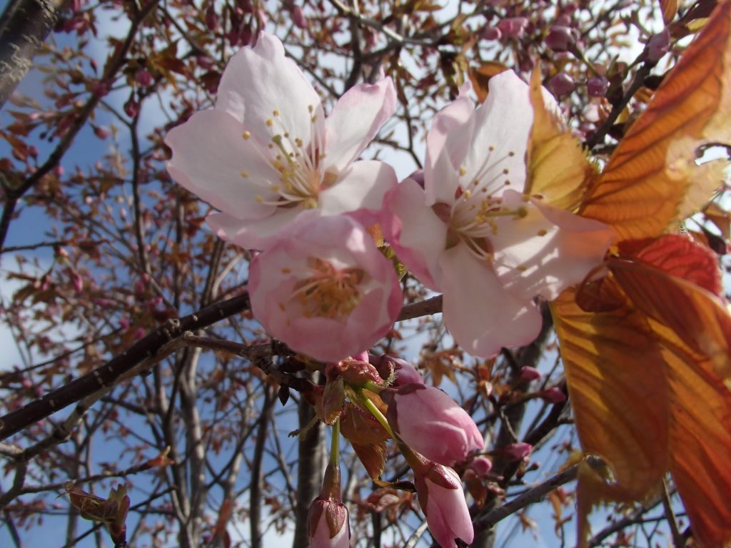 桜の開花宣言！
